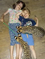 koťata savannah, serval a caracal