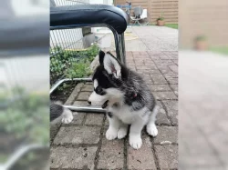 Štěňata Sibiřský husky