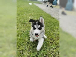 Štěňata Sibiřský husky