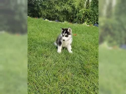 Štěňata Sibiřský husky