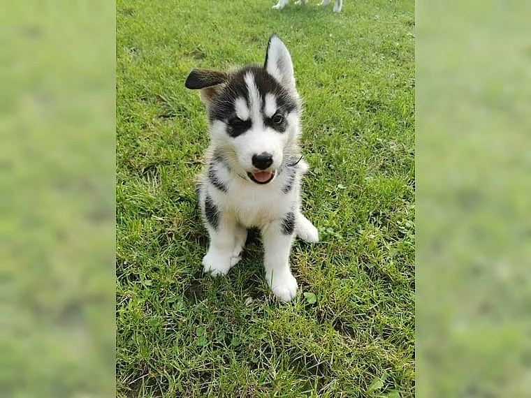 Štěňata Sibiřský husky