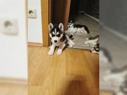 Štěňata Sibiřský husky