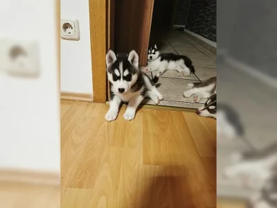 Štěňata Sibiřský husky