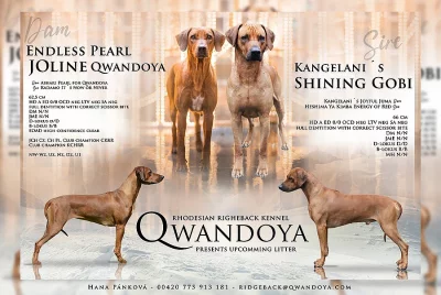 Úžasná štěňata ridgebacka s PP