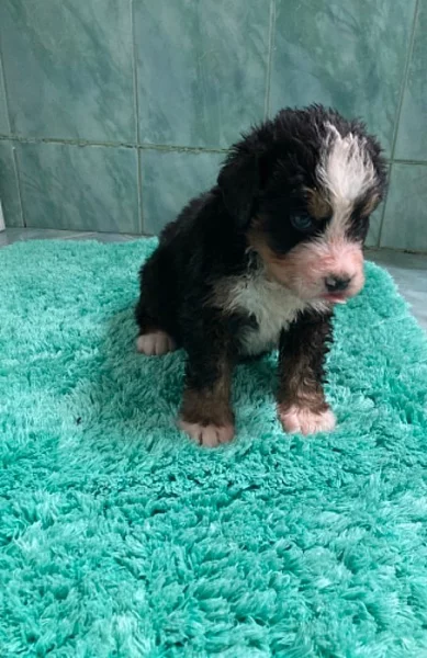 Bernský salašnický pes