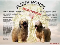 Briard - plavá štěňata