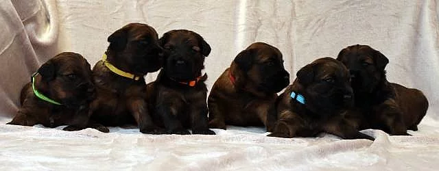 Briard - plavá štěňata