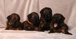 Briard - plavá štěňata