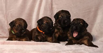 Briard - plavá štěňata