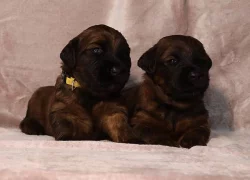 Briard - plavá štěňata
