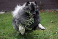 Německý špic vlčí / keeshond prodám štěňata s PP