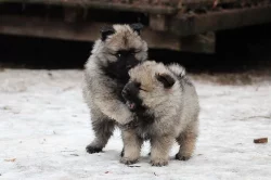 Německý špic vlčí / keeshond prodám štěňata s PP