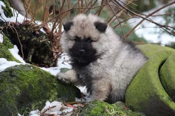 Německý špic vlčí / keeshond prodám štěňata s PP