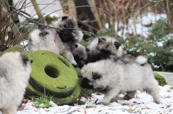 Německý špic vlčí / keeshond prodám štěňata s PP