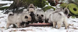 Německý špic vlčí / keeshond prodám štěňata s PP