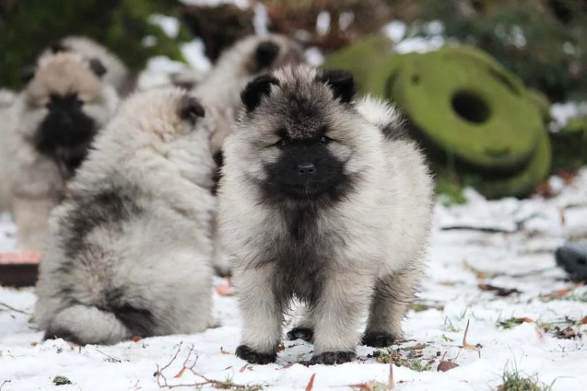 Německý špic vlčí / keeshond prodám štěňata s PP