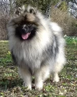 Německý špic vlčí / keeshond prodám štěňata s PP
