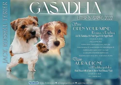 Jack Russel Terier