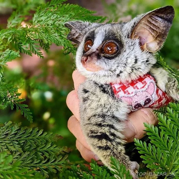 Galagos/ bush baby na predaj