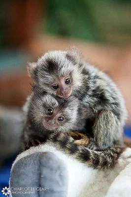 2 Marmoset opice pre nový domov.