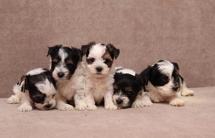 Biewer terrier