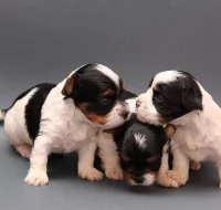 Biewer terrier