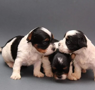 Biewer terrier