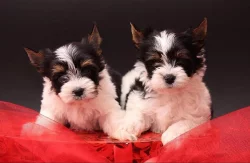 Biewer terrier