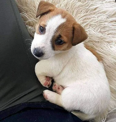 Jack Russell Terrier