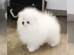 malý bílého a oranžového pomeraniana