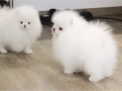 malý bílého a oranžového pomeraniana
