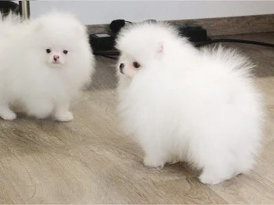 malý bílého a oranžového pomeraniana