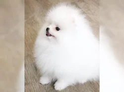 malý bílého a oranžového pomeraniana