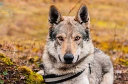 československý vlčák s PP