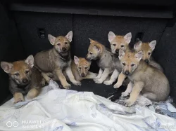 československý vlčák s PP