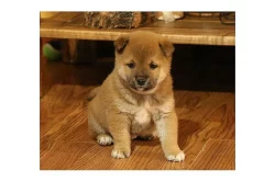 Siba / Shiba-inu s PP