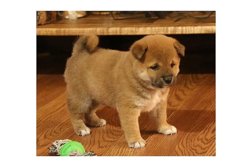 Siba / Shiba-inu s PP