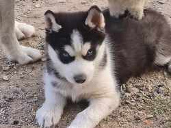 Sibiřský husky - ihned k odběru