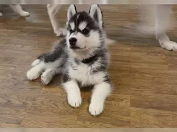 Sibiřský husky - ihned k odběru