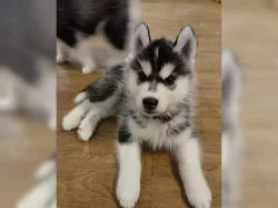 Sibiřský husky - ihned k odběru