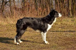 Border kolie s PP-deer's woods vrh C