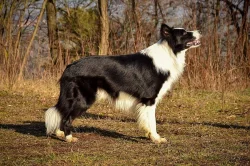 Border kolie s PP-deer's woods vrh C