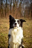 Border kolie s PP-deer's woods vrh C
