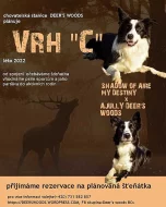 Border kolie s PP-deer's woods vrh C