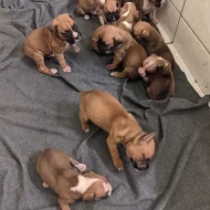 AKC Boxer štěňata K Adopci