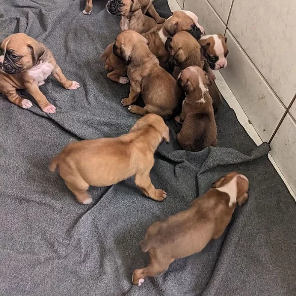 AKC Boxer štěňata K Adopci