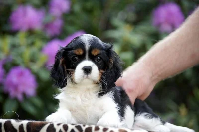 Štěňátka Kavalír King Charles španěl