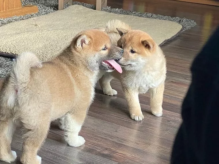 Červené Shiba Inu. Bez PP.