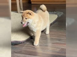 Červené Shiba Inu. Bez PP.