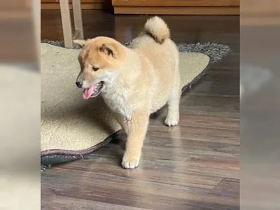 Červené Shiba Inu. Bez PP.